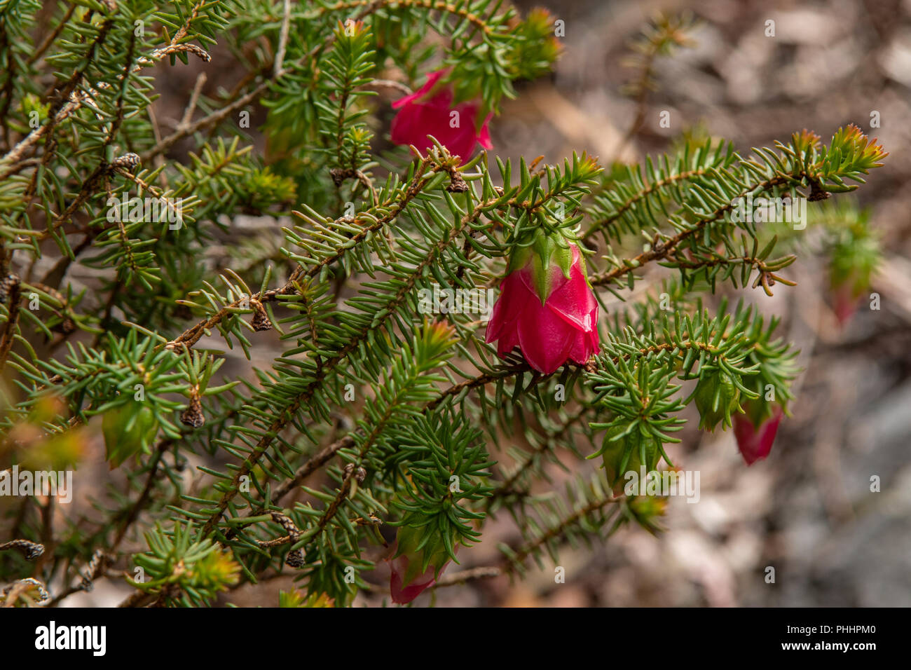 Darwinia oxylepis, Gillam's Bell Stock Photo