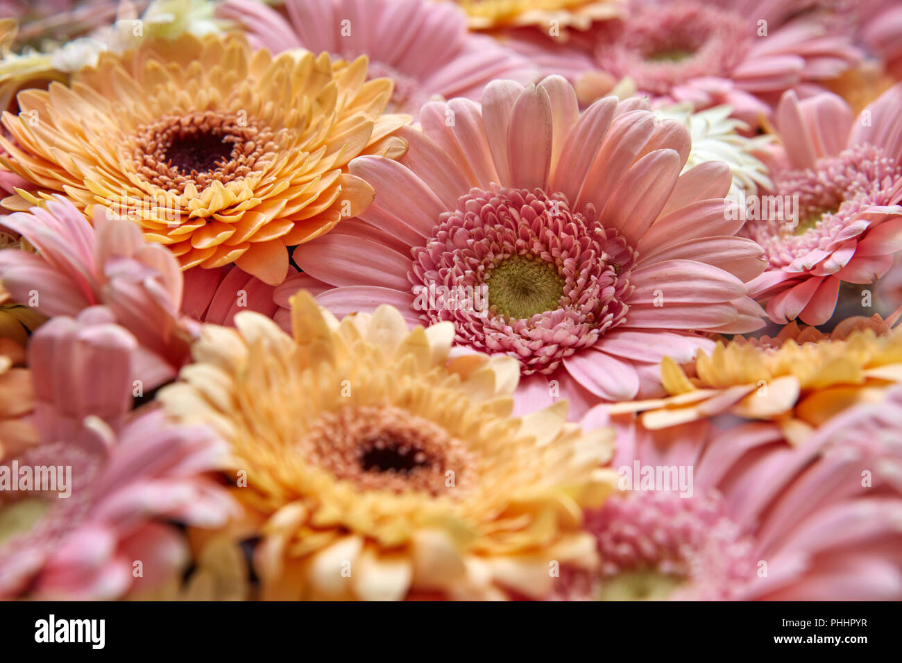 Natural floral background of bright gerberas. Flower concept Stock Photo -  Alamy