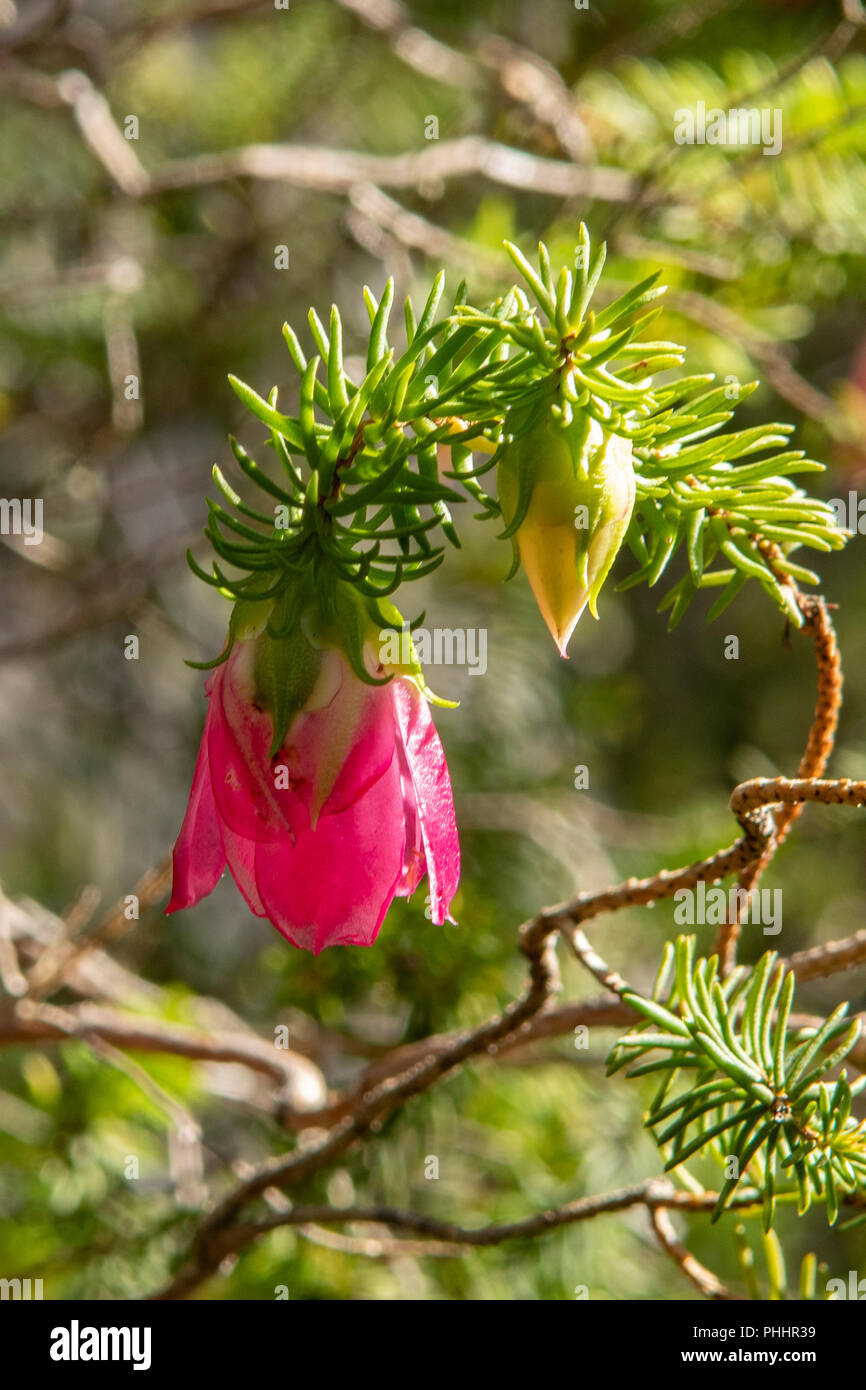 Darwinia oxylepis, Gillam's Bell Stock Photo