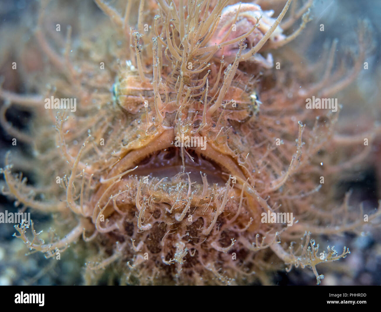 Hairy Frogfish Stock Photo