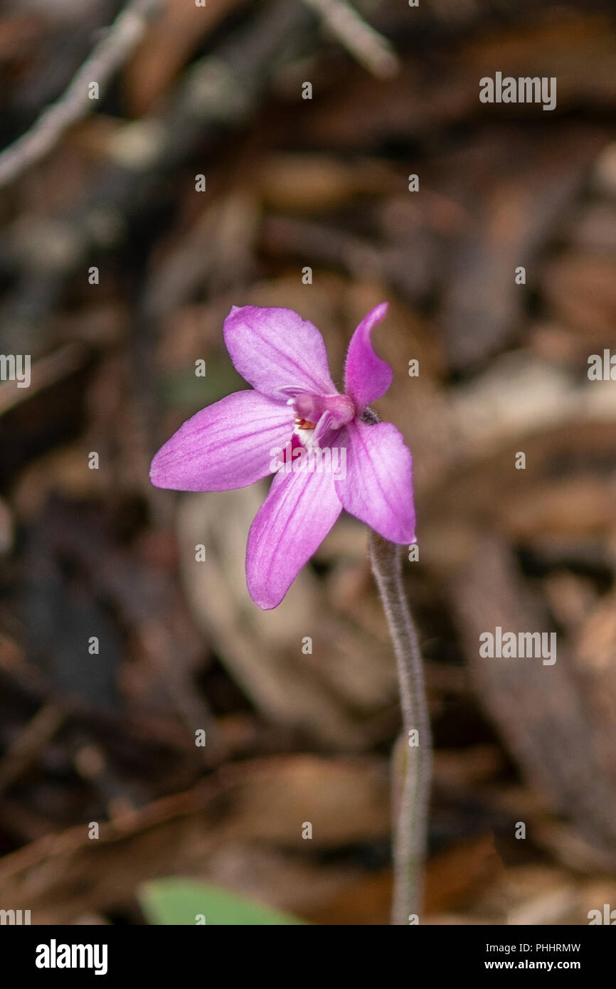 Caladenia latifolia, Pink Fairy Orchid Stock Photo
