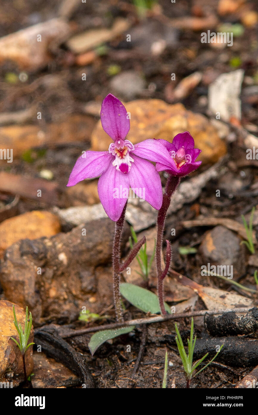 Caladenia latifolia, Pink Fairy Orchid Stock Photo