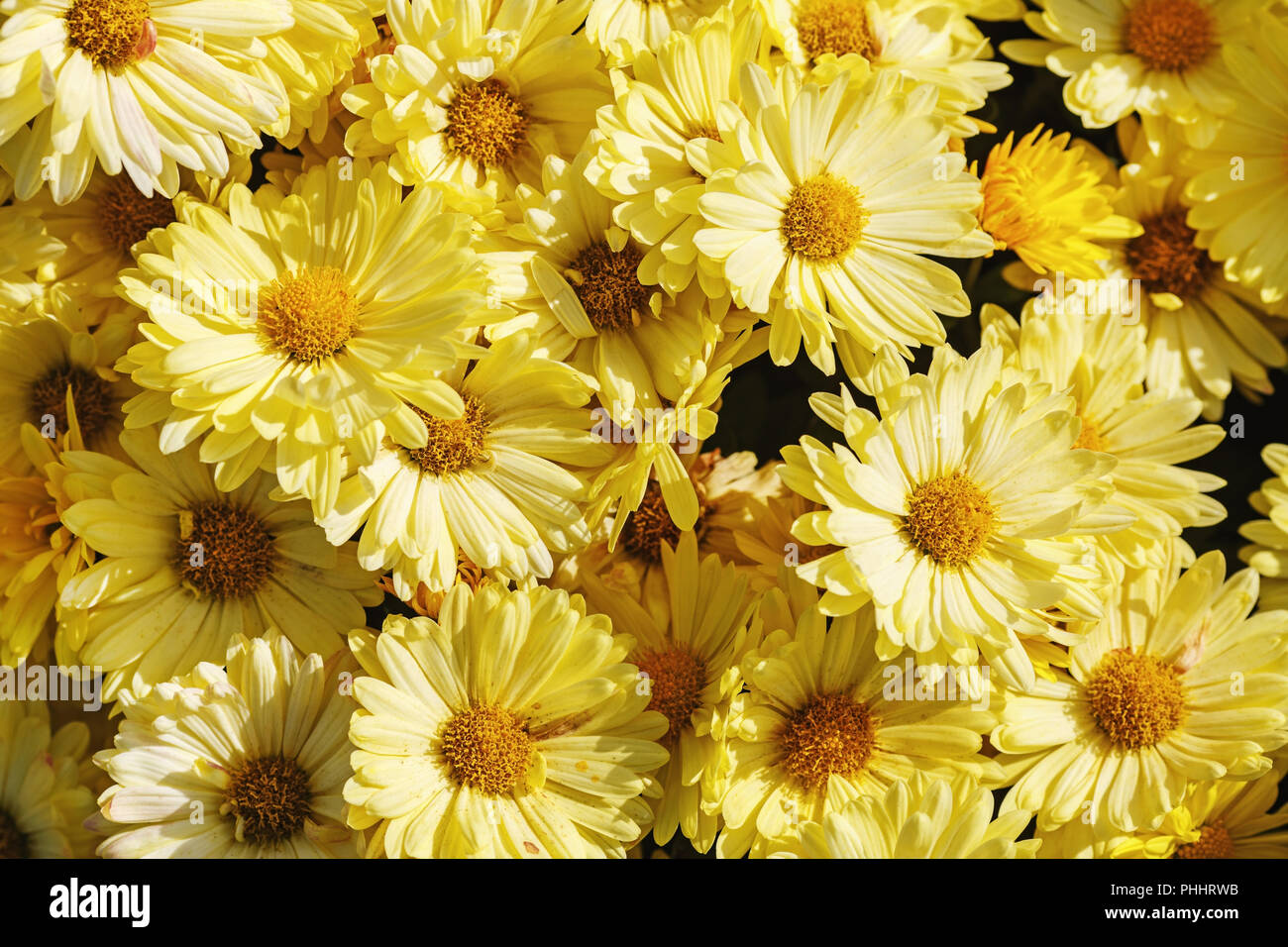 Chrysanthemum flowers Stock Photo Alamy