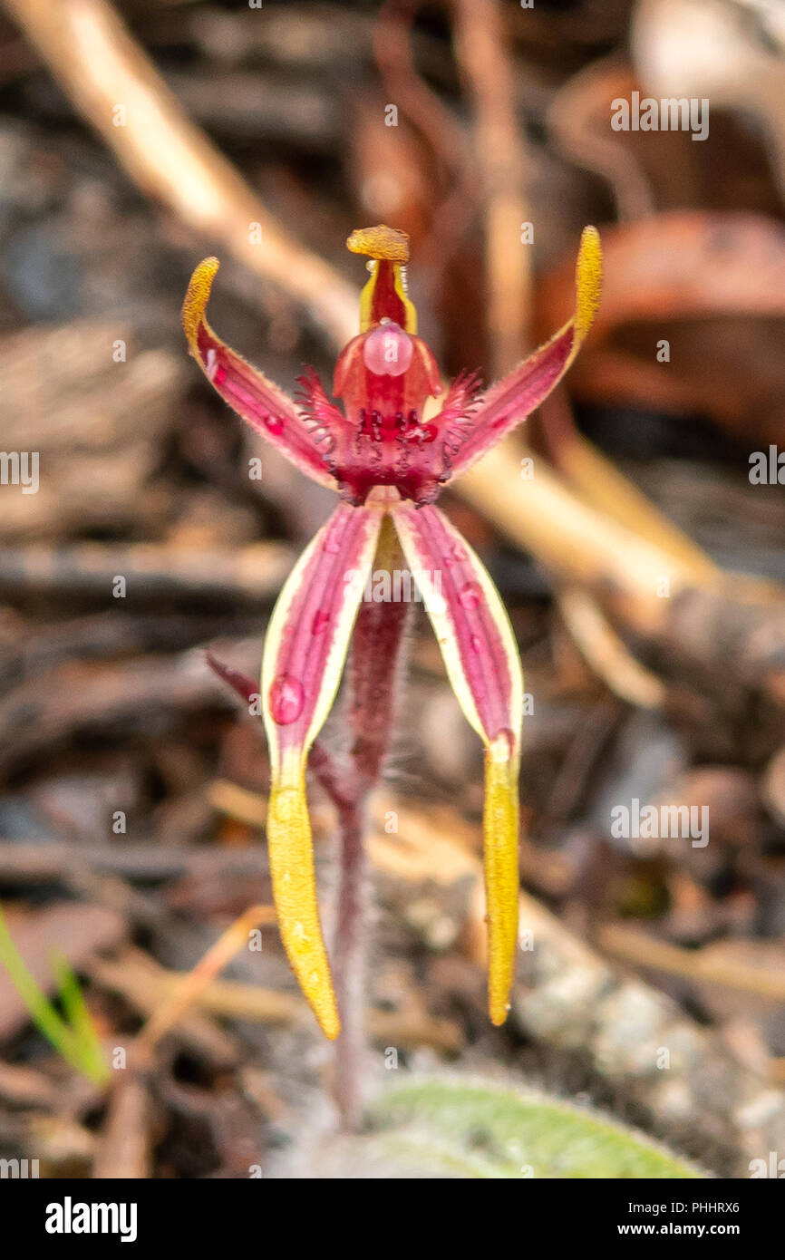 Caladenia arrecta, Reaching Spider Orchid Stock Photo