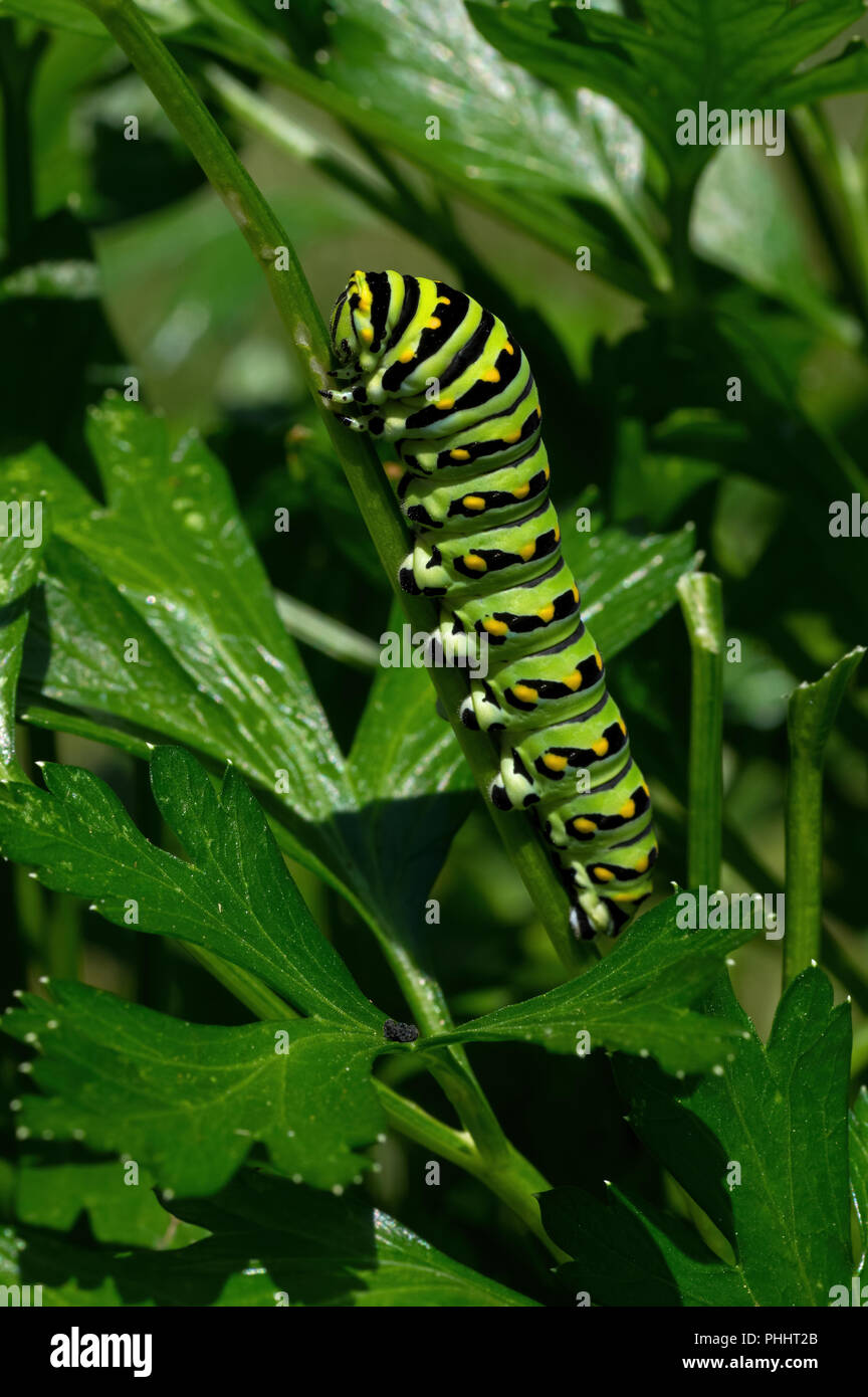 Parsley caterpillar hires stock photography and images Alamy