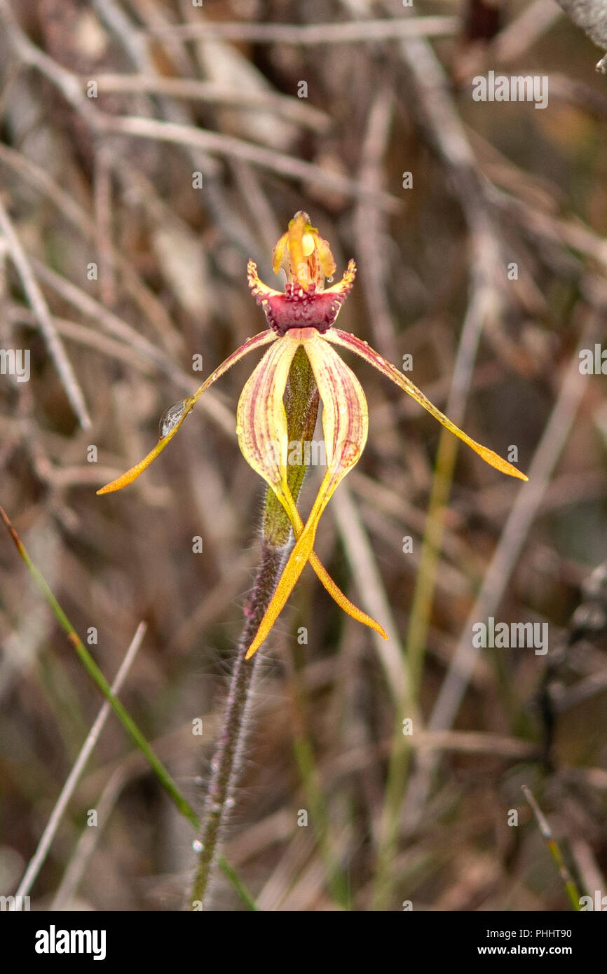 Caladenia ensata, Stumpy Spider Orchid Stock Photo