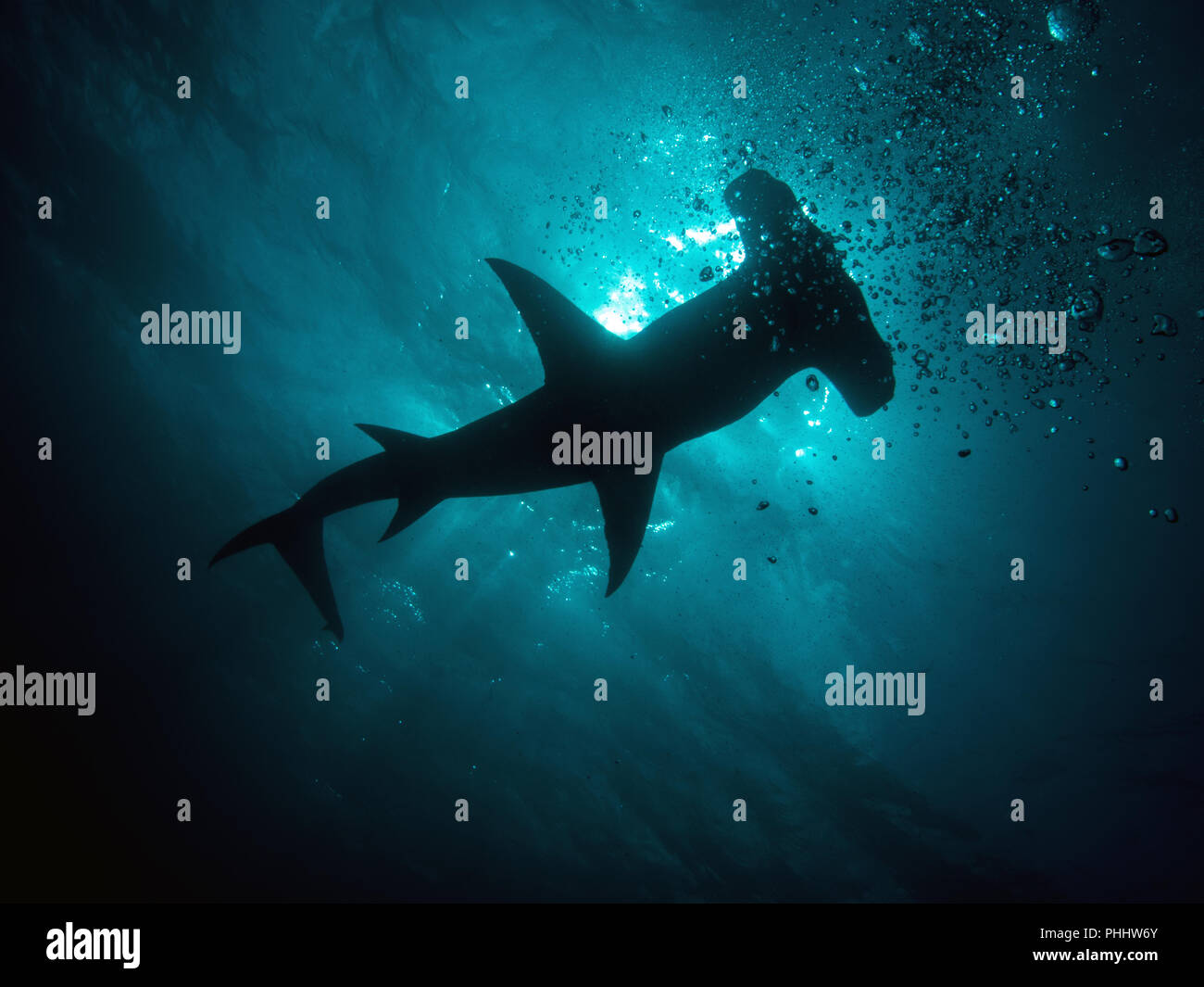 Hammerhead Stock Photo