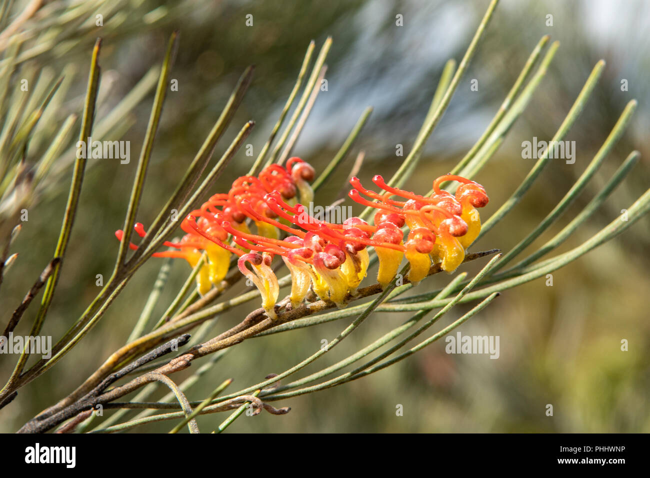 Grevillea tetragonoloba, Red Paintbrushes Stock Photo