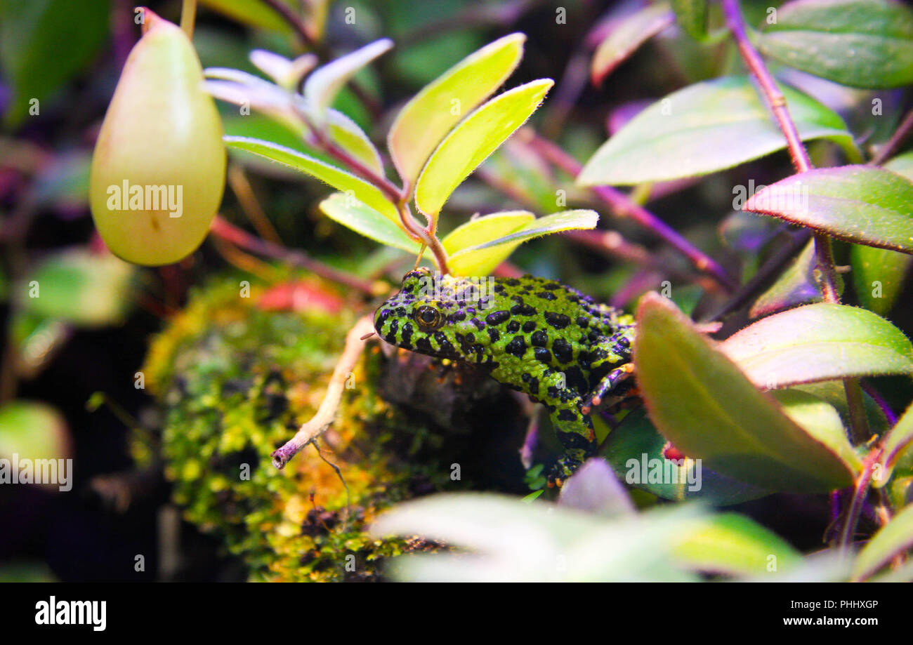 Small poisonous tropical green and black frog sitting in colorful environment surrounded by green and purple plants Stock Photo