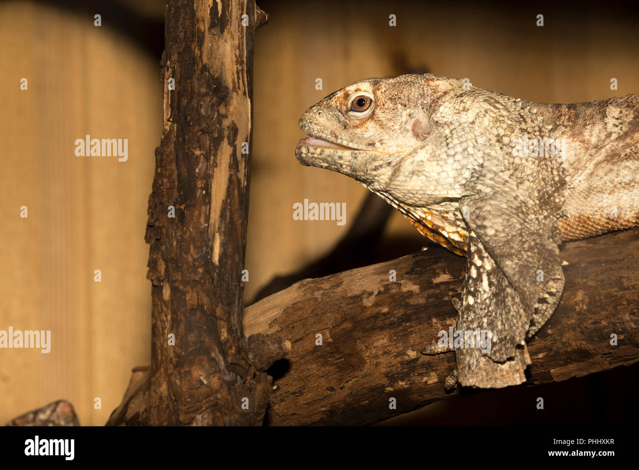 Frilled lizard (Chlamydosaurus kingii) Stock Photo