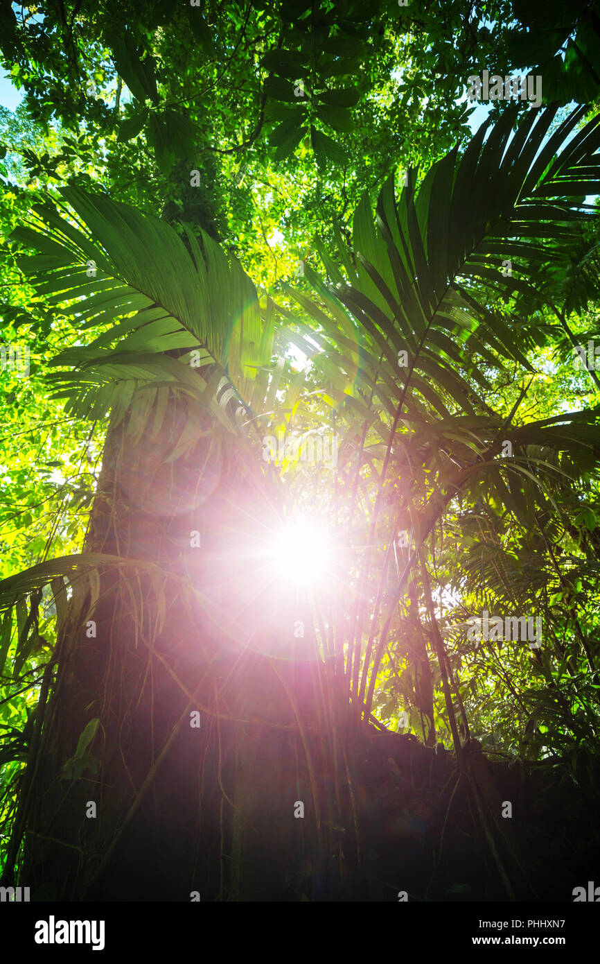 Jungle in Costa Rica Stock Photo Alamy