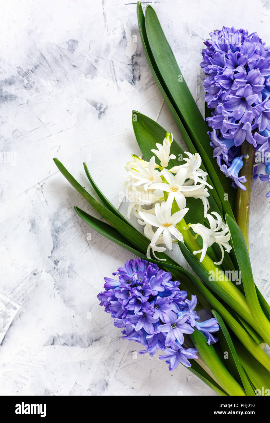 Colorful spring hyacinths. Stock Photo