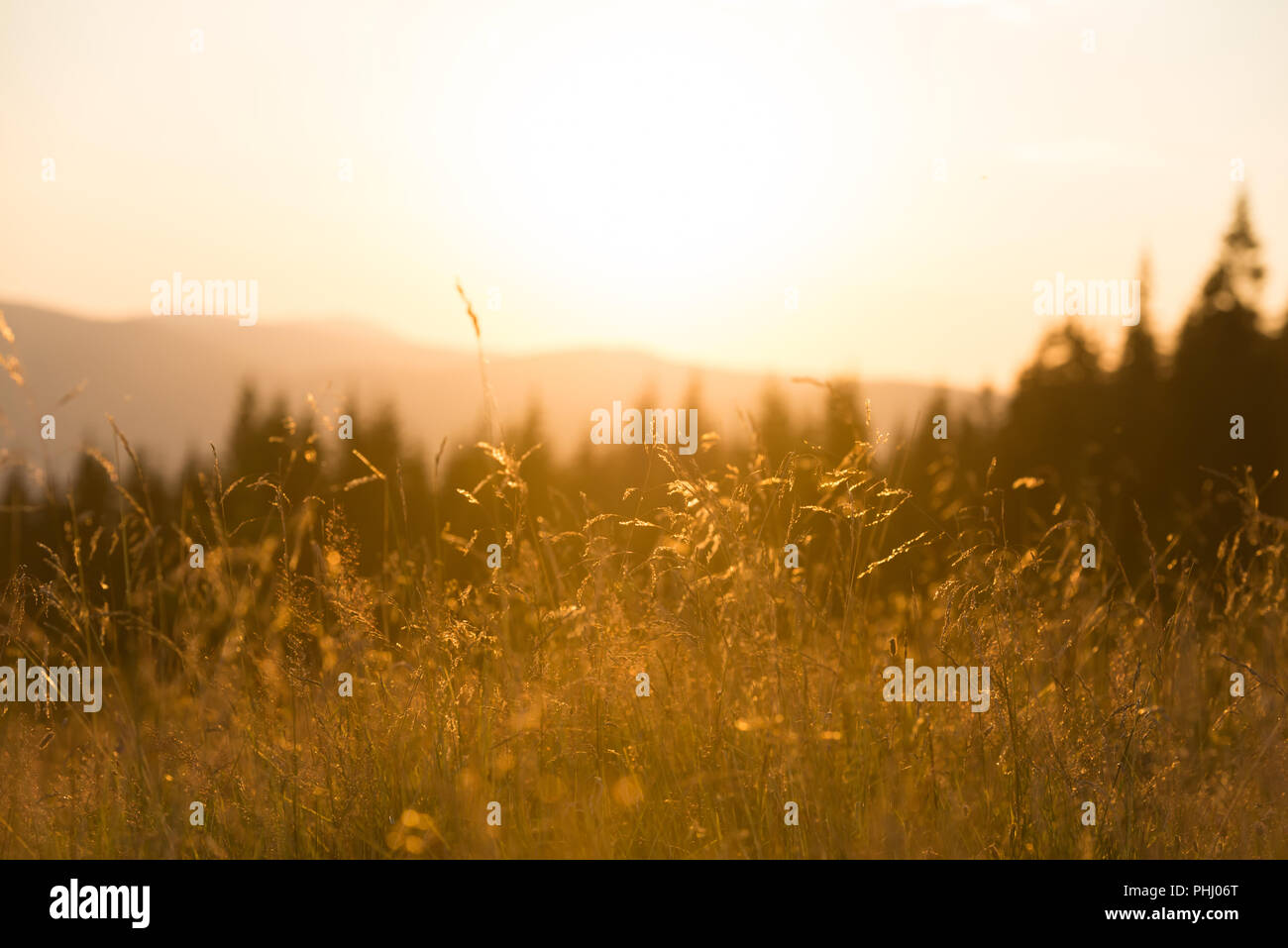 Dry grass on a field at sunset Stock Photo