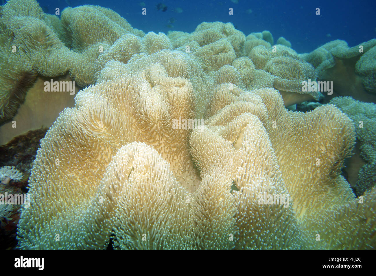 Giant anemone Stock Photo