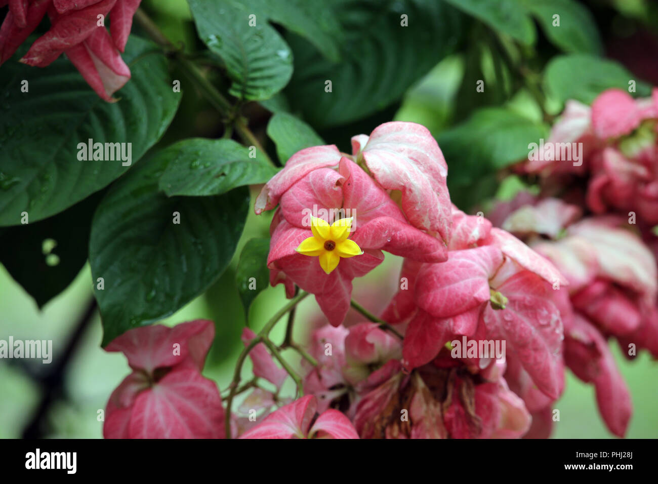 Mussaenda philippica Stock Photo