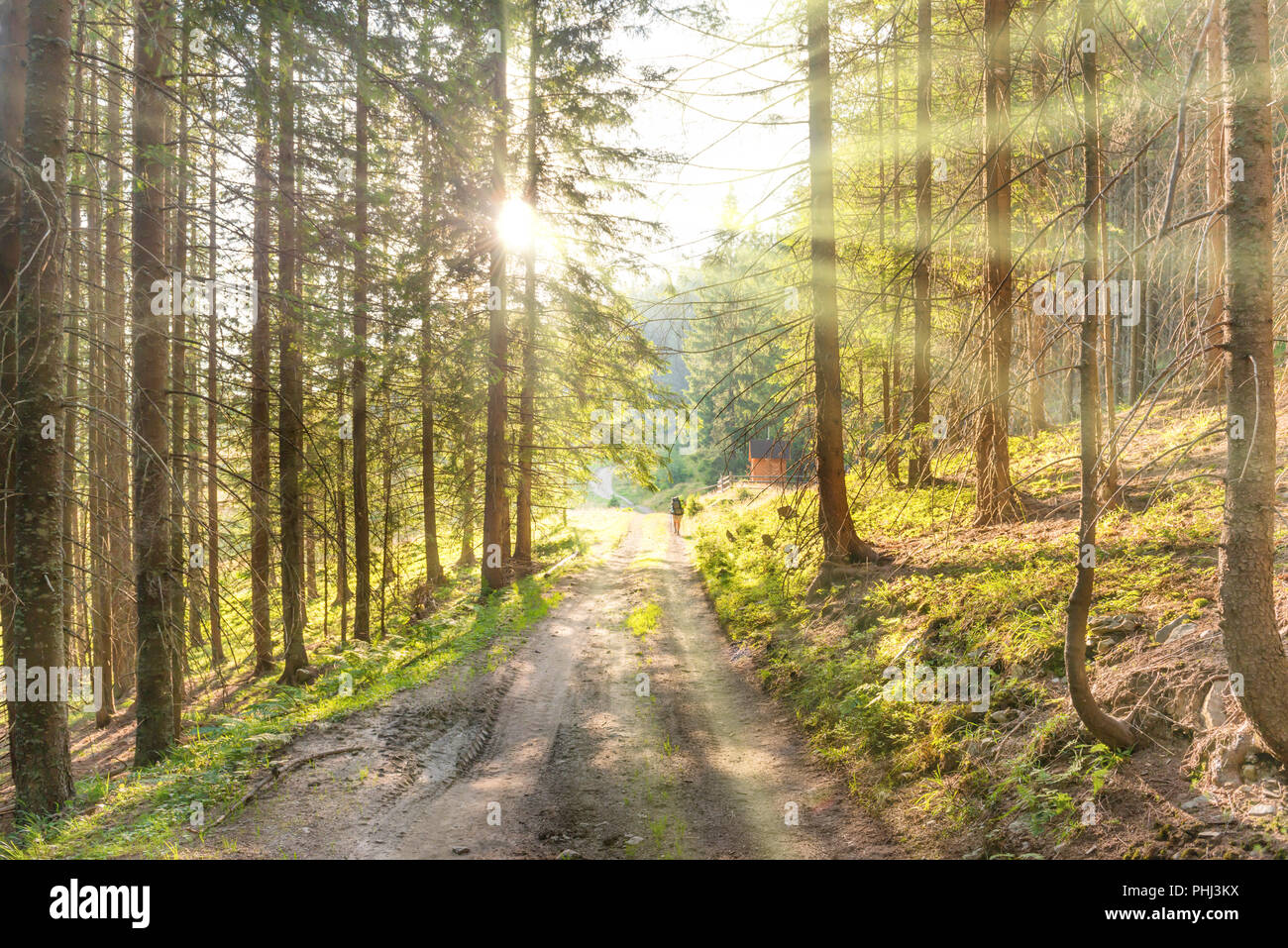 Man road silhouette trees hi-res stock photography and images - Alamy