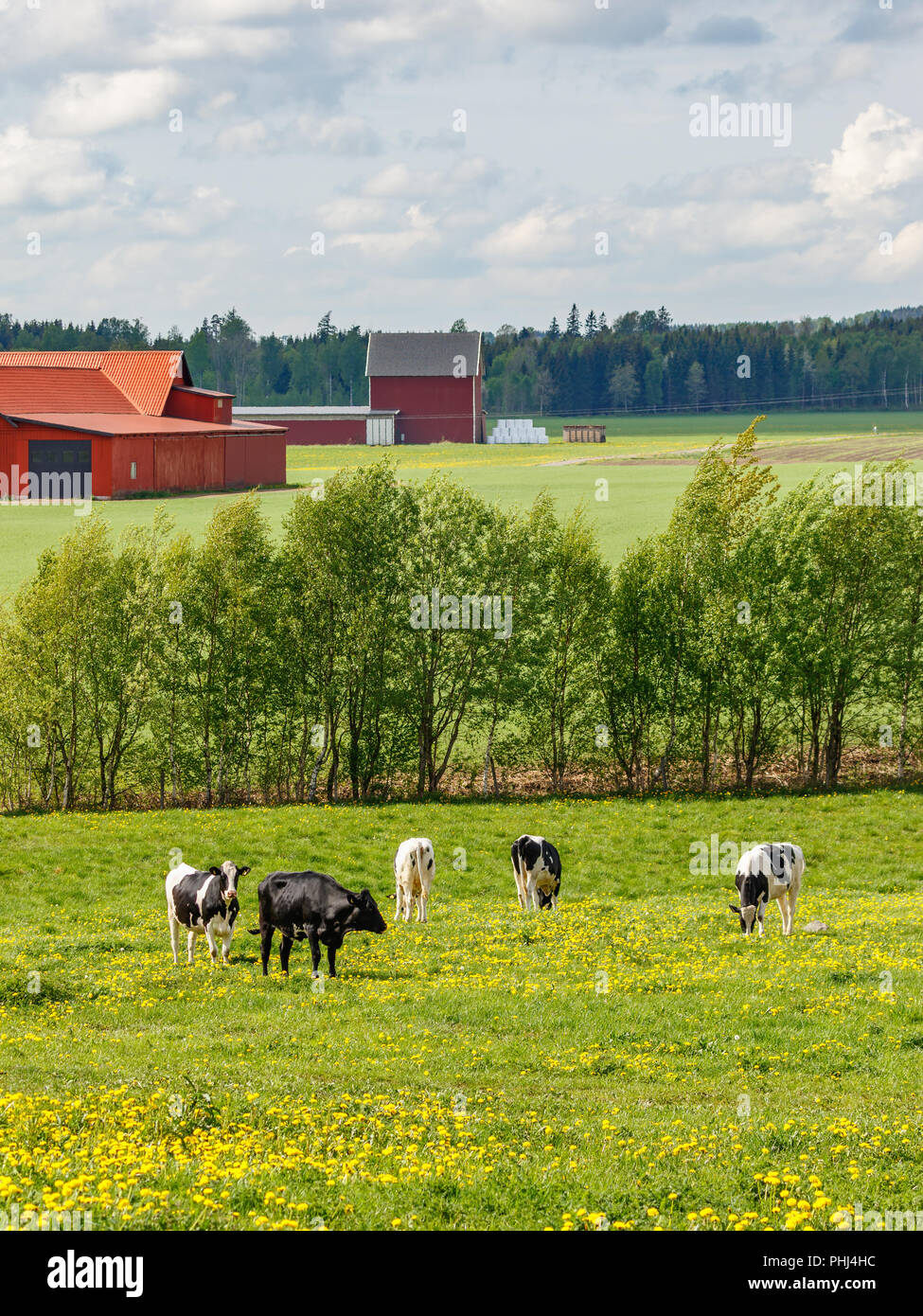 Grazing cows on a summer field in a landscape Stock Photo