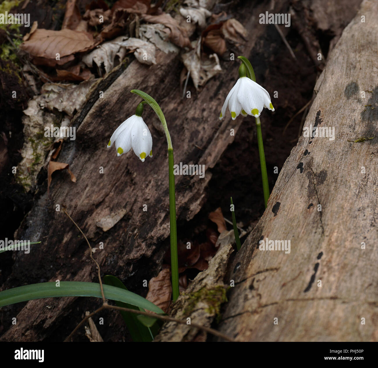 spring snowflake; Leucojum vernum Stock Photo - Alamy