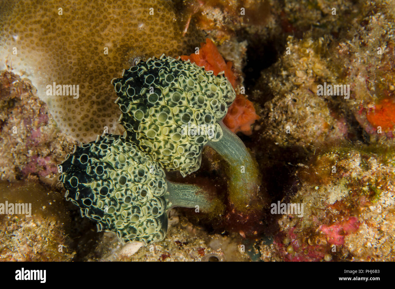 Clavelina robusta, Clavelinidae, Anilao, Philippines, Philippine Sea, Pacific Ocean, Asia Stock Photo