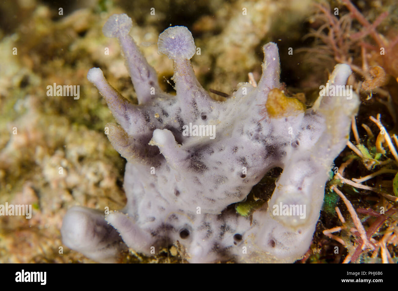Marine sponge, Haliclona amboinensis, Chalinidae, Anilao, Batangas, Philippines, Philippine Sea, Pacific Ocean, Asia Stock Photo