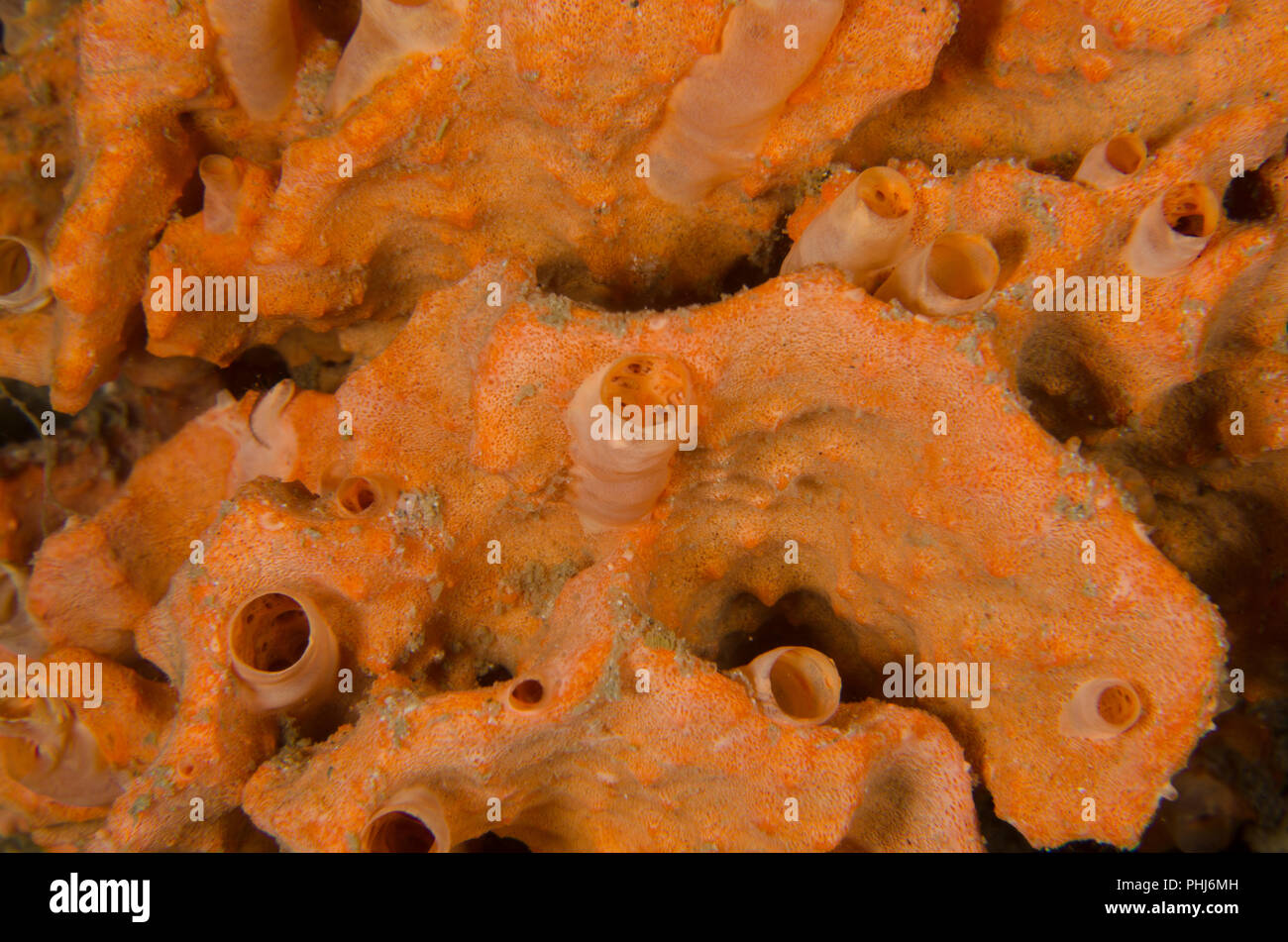 Marine sponge, Haliclona sp., Chalinidae, Anilao, Batangas, Philippines, Philippine Sea, Pacific Ocean, Asia Stock Photo