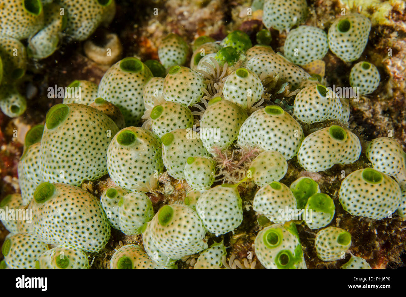 Ascidians hires stock photography and images Alamy