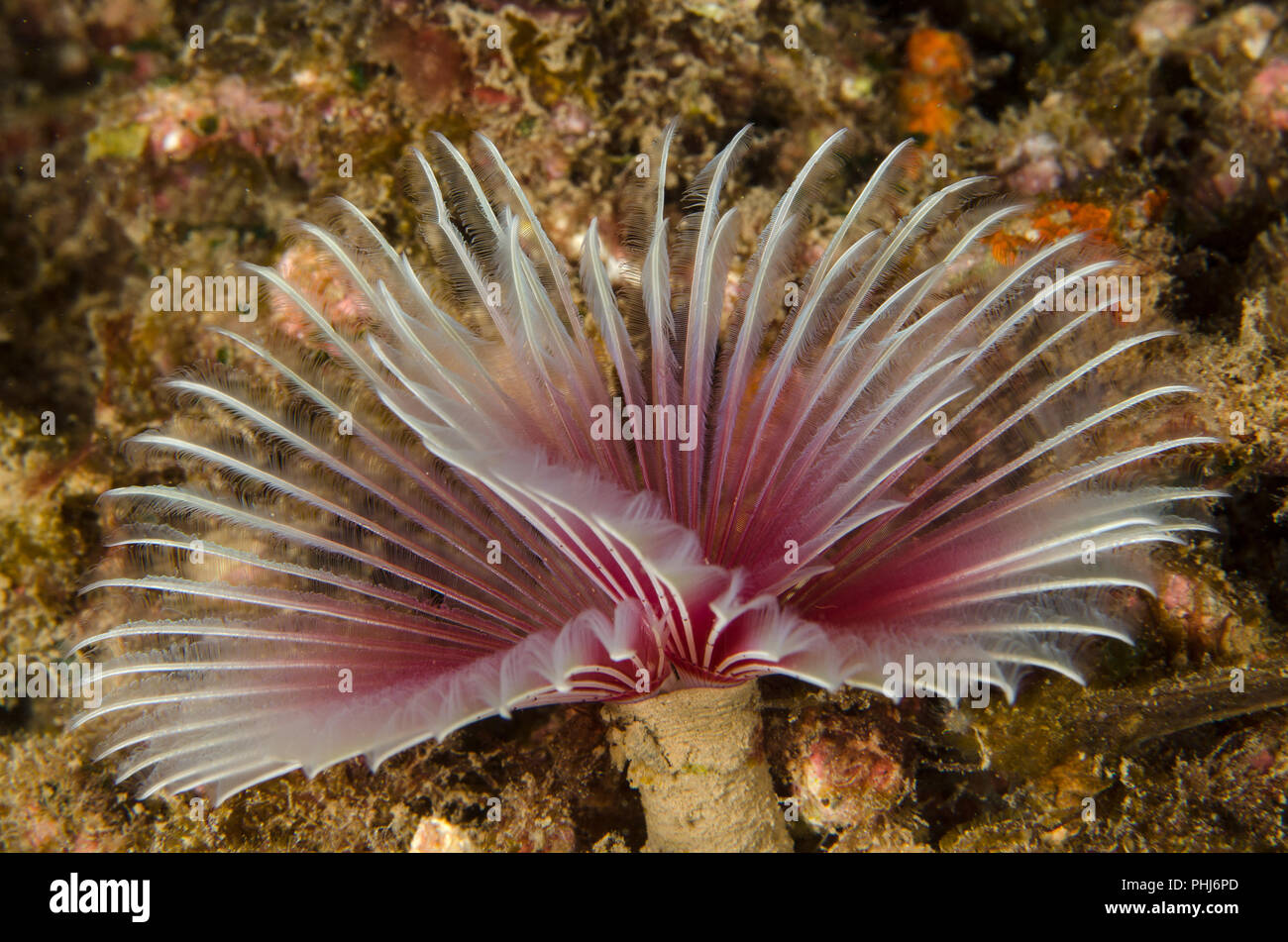 Tubeworm, Sabellastarte sp., Sabellidae, Anilao, Philippines, Philippine Sea, Pacific Ocean, Asia Stock Photo