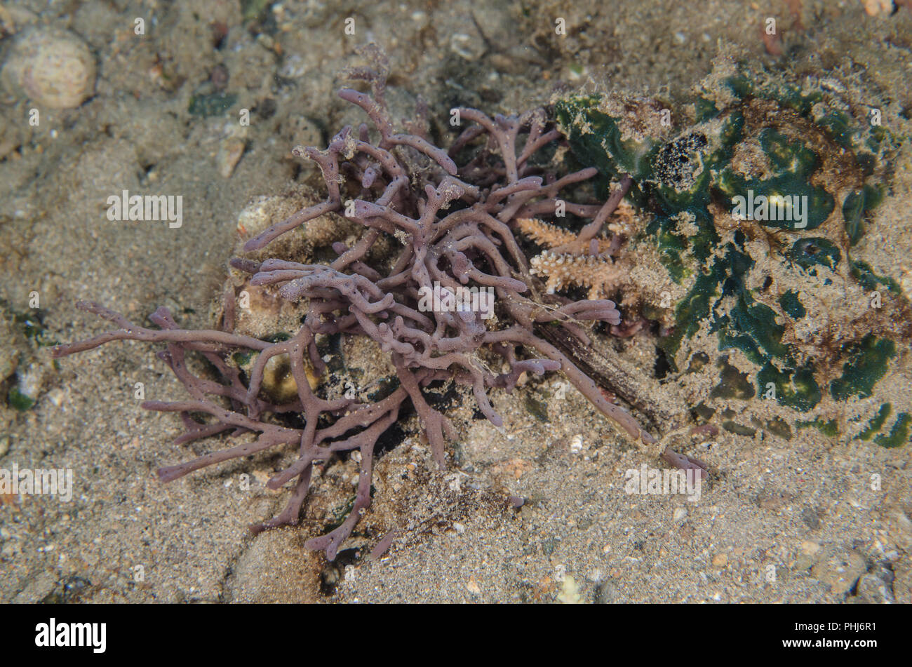 Marine sponge, Cribrochalina sp., Niphatidae, Anilao, Philippines ...