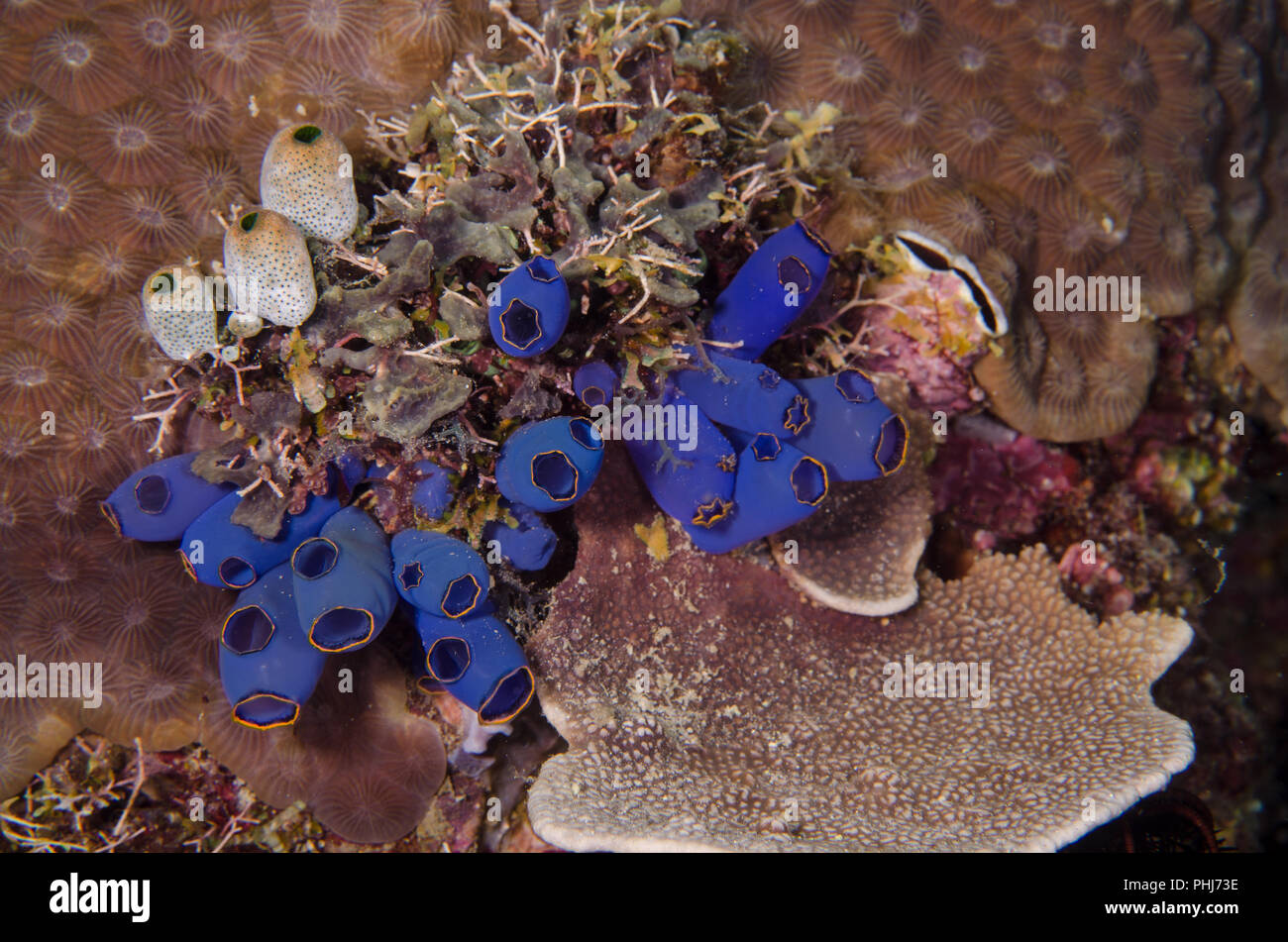 Ascidian, Clavelina fusca , Pycnoclavellidae, Anilao, Philippines, Batangas, Philippine Sea, Pacific Ocean, Asia Stock Photo