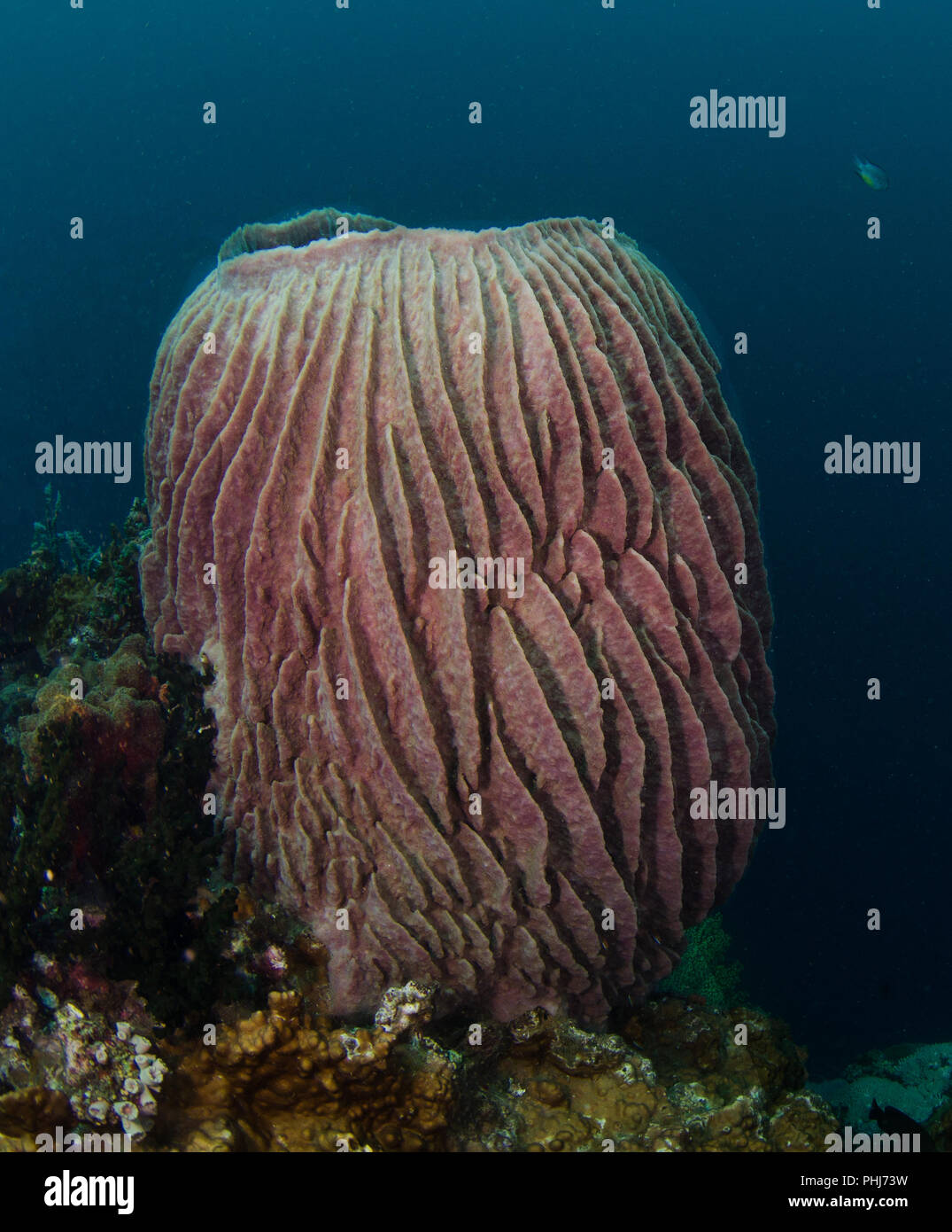Marine sponge, Xestospongia testudinaria, Petrosiidae, Anilao, Anilao, Batangas, Philippines, Philippine Sea, Pacific Ocean, Asia Stock Photo