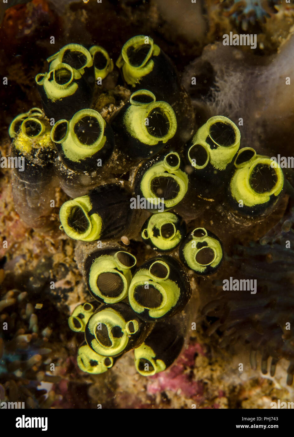 Ascidians, Clavelina moluccensis, Clavelinidae, Anilao, Philippines, Batangas, Philippine Sea, Pacific Ocean, Asia Stock Photo