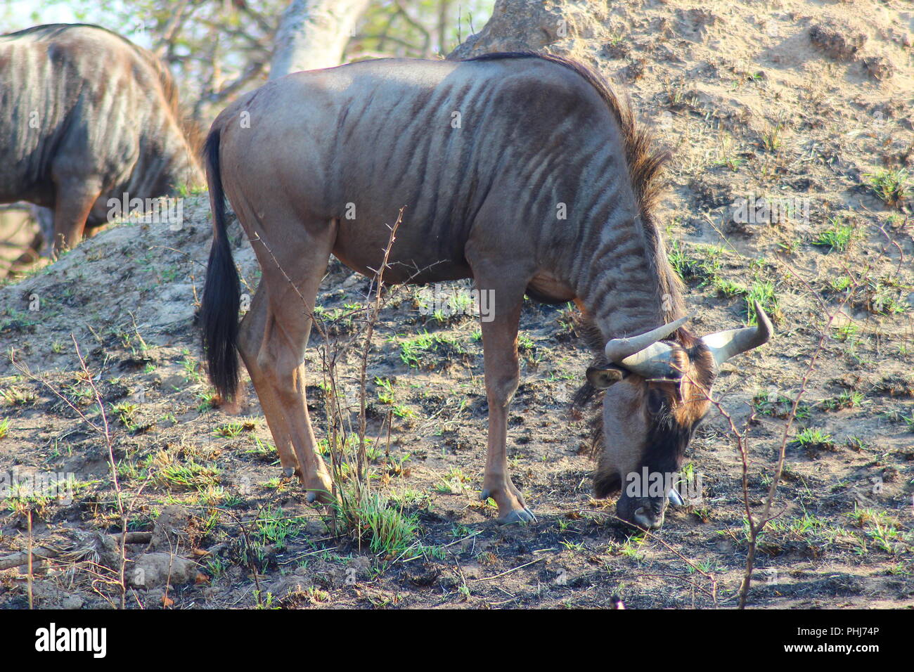 Wildebeest at Kruger National Park - South Africa Stock Photo