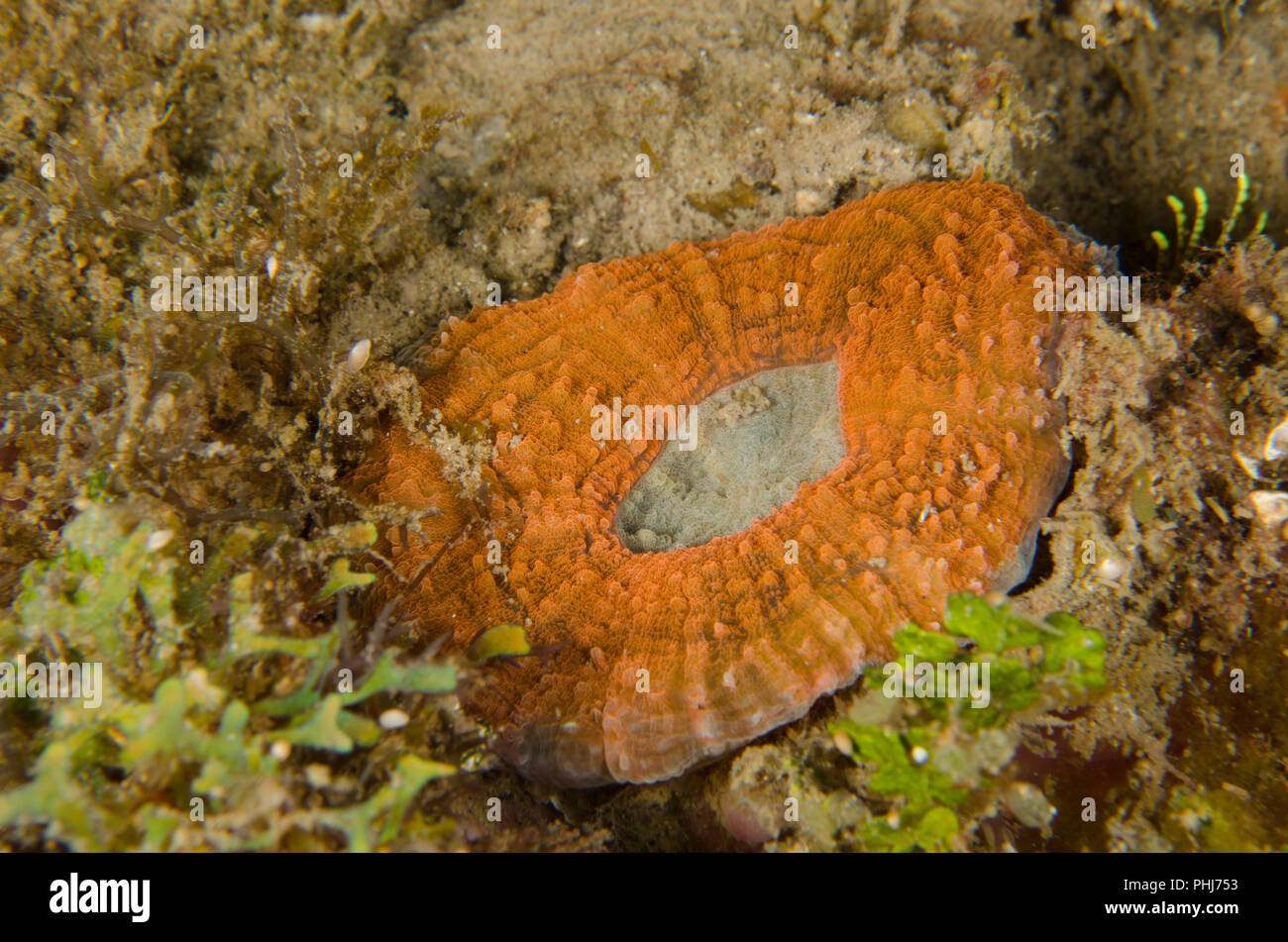 Hard  coral, Lobophyllia hemprichii, Lobophylliidae, Anilao, Batangas, Philippines, Philippine Sea, Pacific Ocean,  Asia Stock Photo