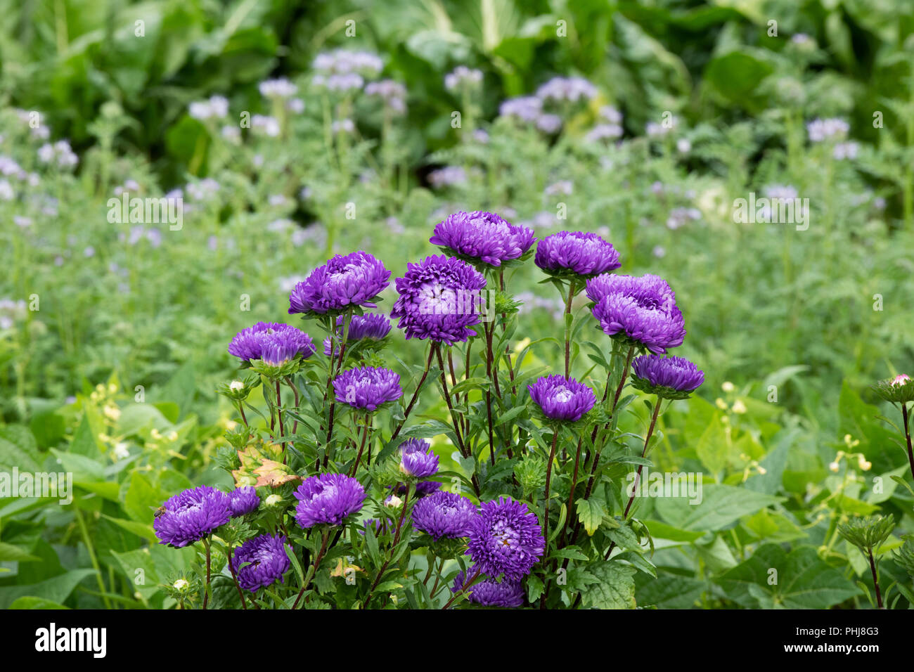 Callistephus chinensis. Aster ‘Duchess mixed’ flowers in an English garden border Stock Photo