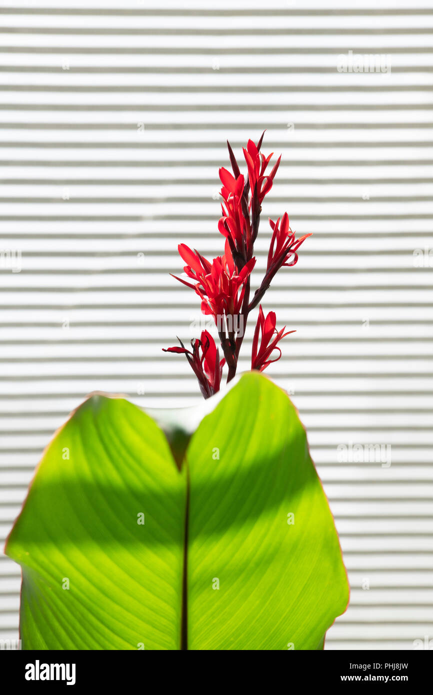 Canna Indica Purpurea . Indian Shot Purpurea. Canna Lily against a window blind. Stock Photo