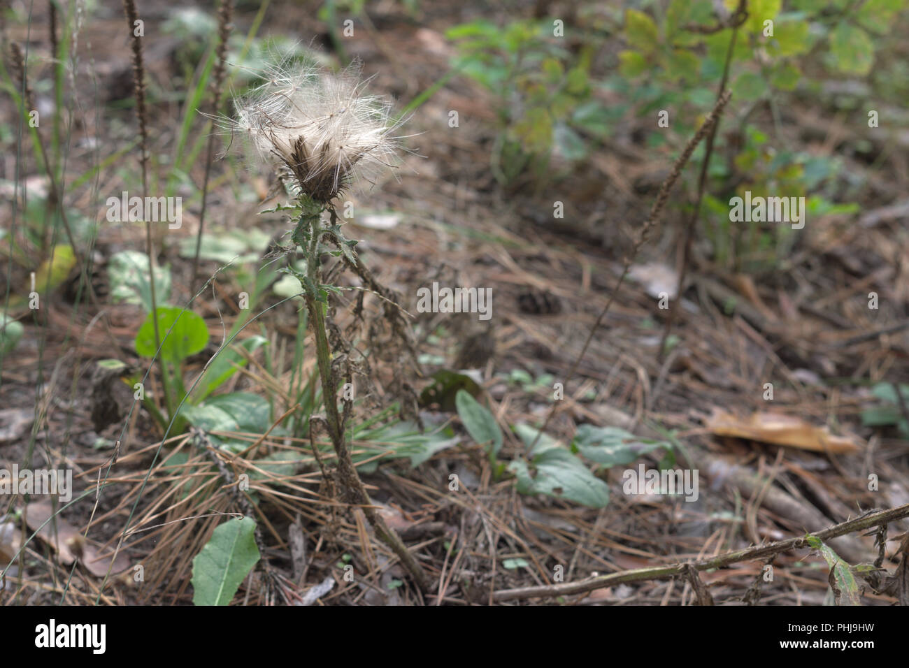 fluff departing from the ripe thistle. Details of autumn forest Stock Photo