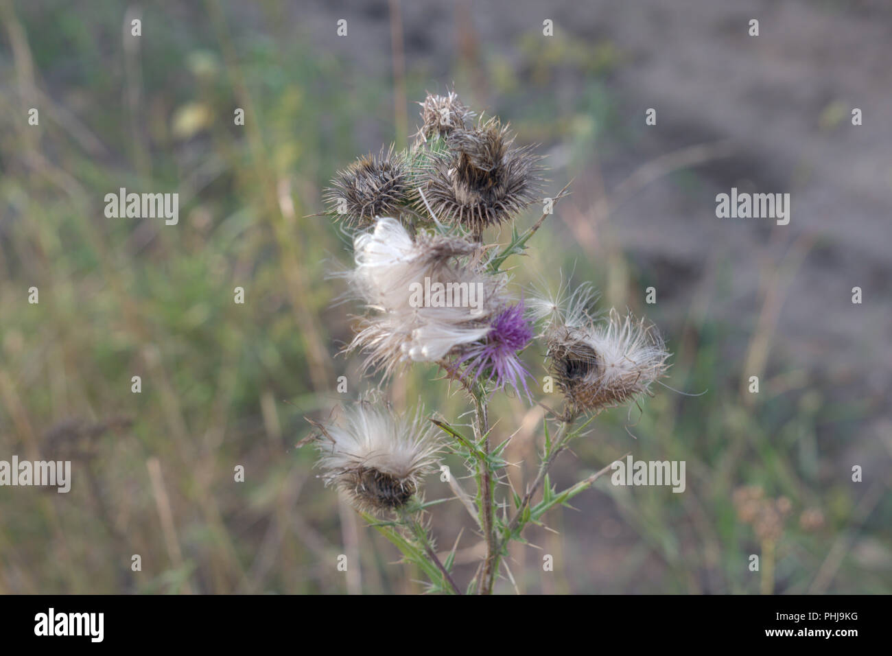 mature Thistle, crumbles into fluff. profuse flowering with many flowers. autumn changes Stock Photo