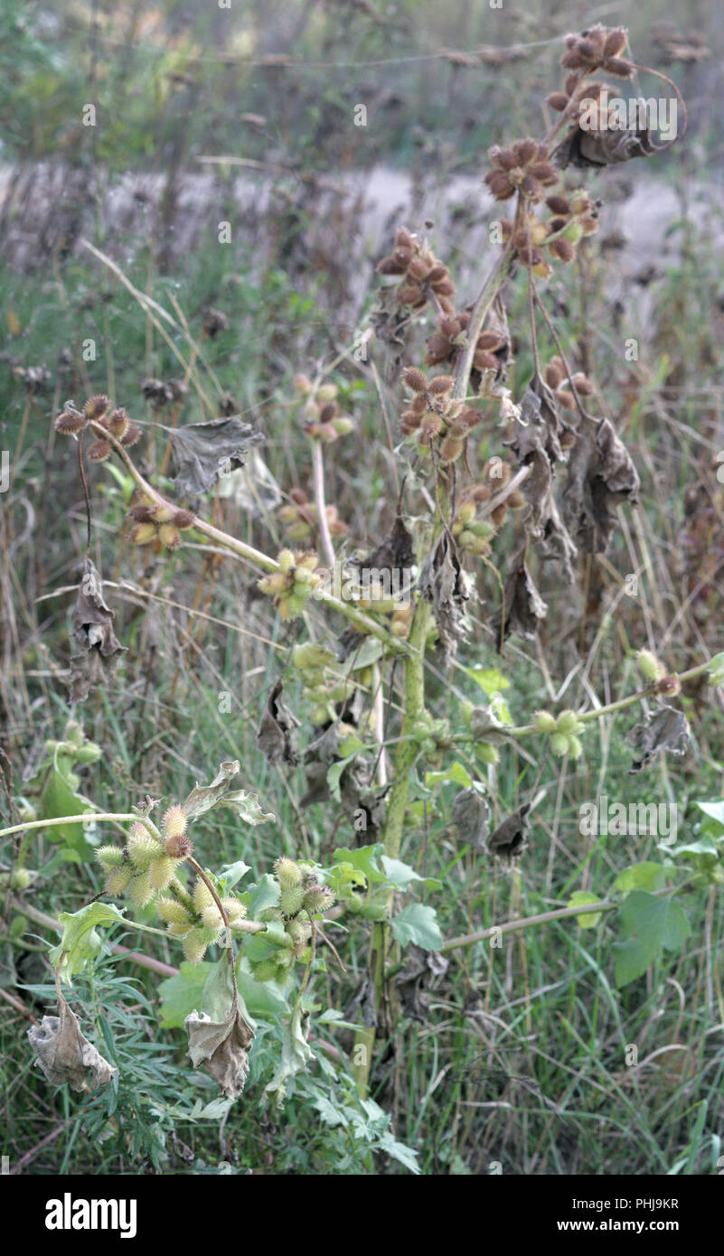twig of burdock, covered with spiny fruits on blurred background of ripe, half-withered high herbaceous plant Stock Photo