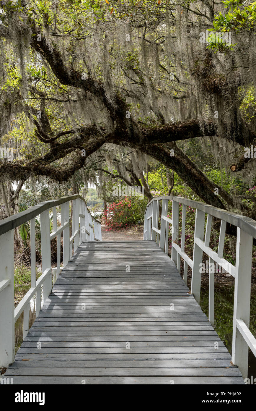 Spanish Moss Covered Branches Cover Bridge in Charleston Garden Stock