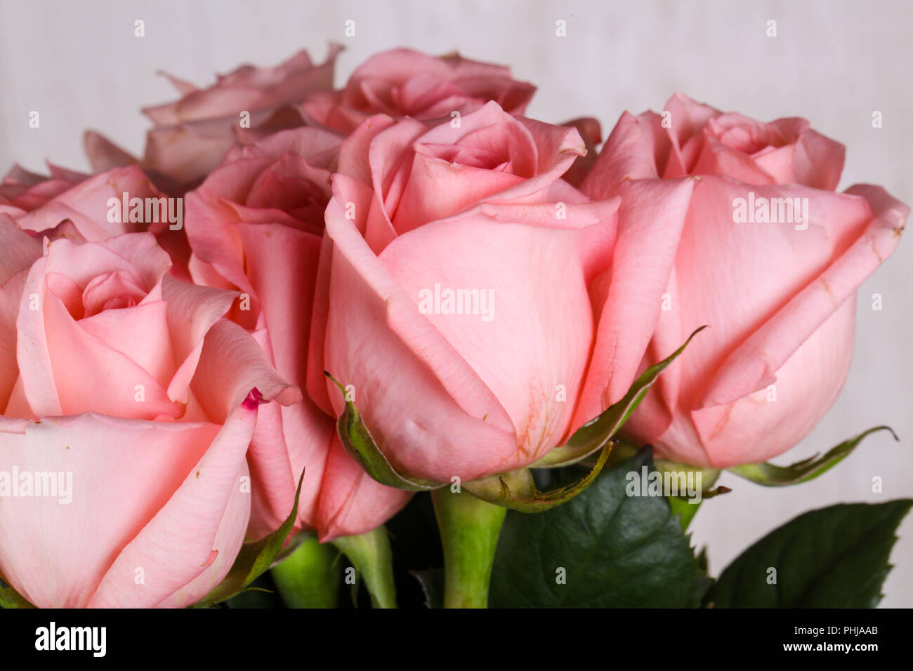 Pink roses bouquet isolated on white background Stock Photo - Alamy