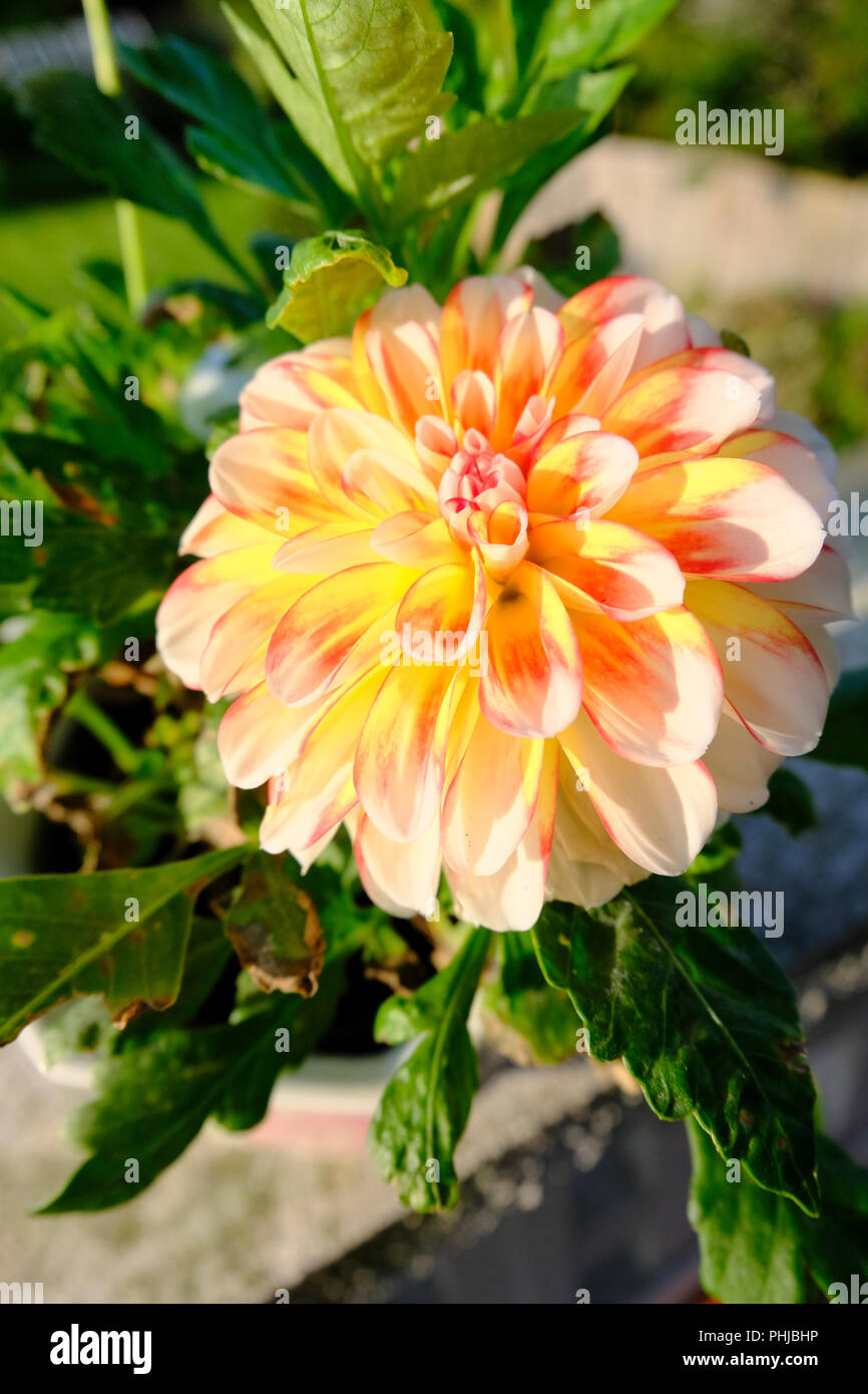 Dahlia blooms hi-res stock photography and images - Alamy