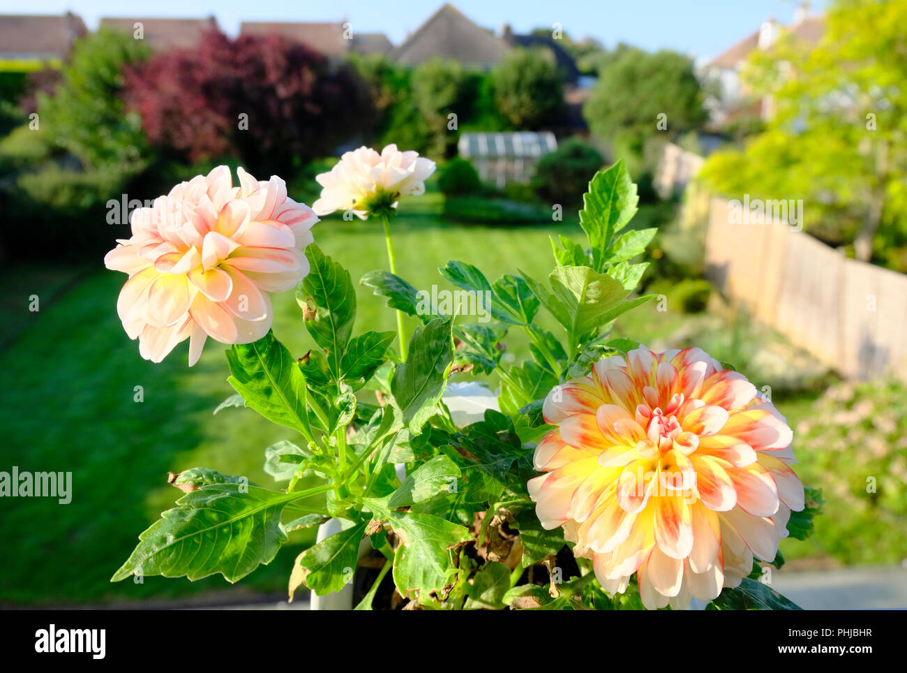 Apricot, orange and red coloured Dahlia blooms in early morning light in late summer in UK Stock Photo