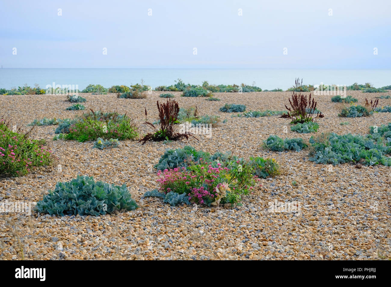 Colourful vegetation on shingle beach on a  late afternoon in August at East Preston, West Sussex, UK Stock Photo