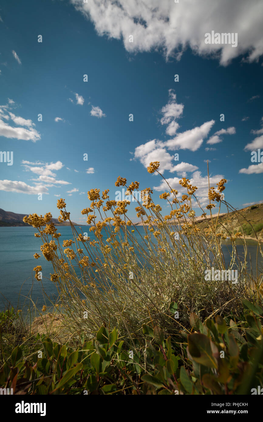 Immortelle brush, Smilja, the sea in the background Stock Photo