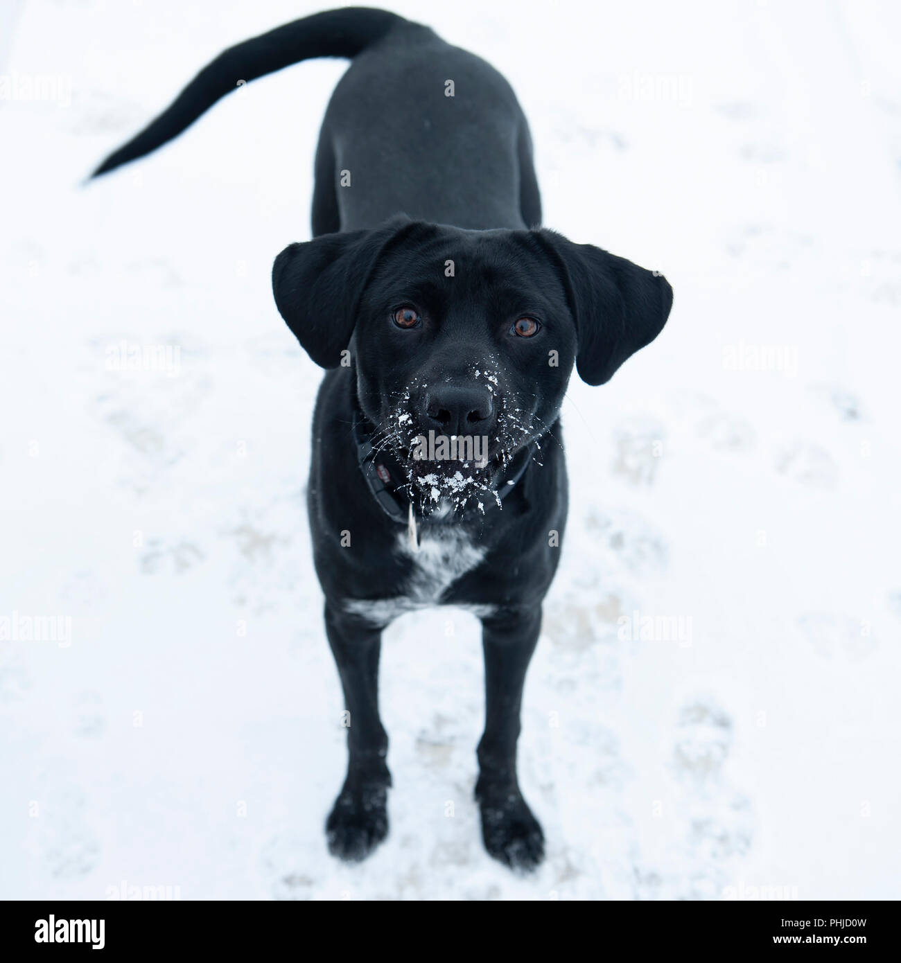 Young Black Labrador playing in winter time with snow on her face and whiskers - pets playing in the snow Stock Photo