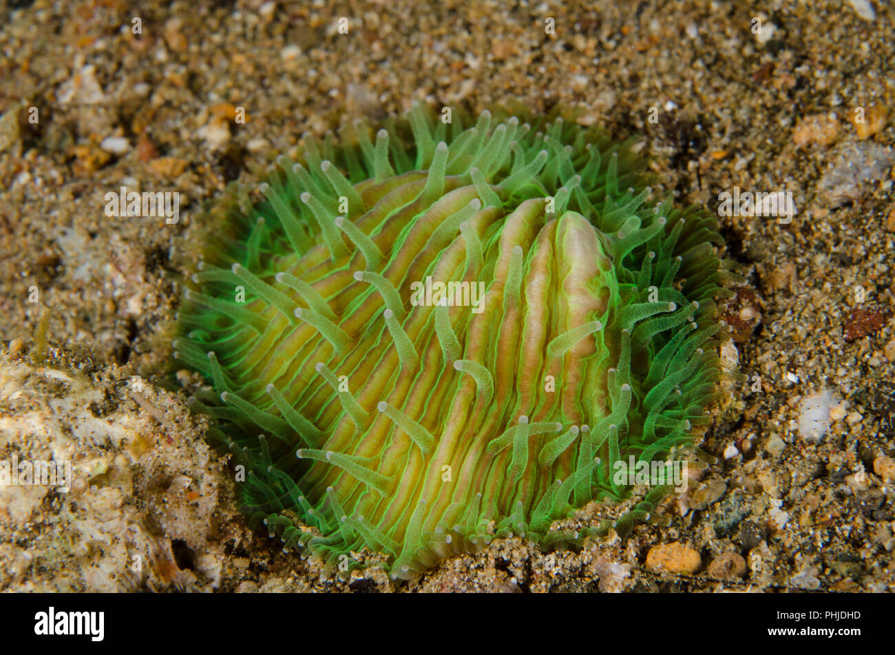 Disc coral, Fungia fralinae, Fungiidae, Anilao, Batangas, Philippines, Phlippine Sea, Pacific Ocean, Asia Stock Photo