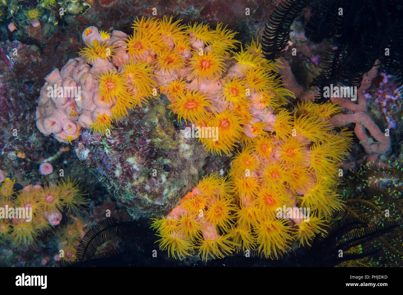 Orange Cup Coral ,Tubastrea coccinea, Dendrophylliidae, Anilao, Philippines, Philippine Sea, Asia, Pacifico Ocean Stock Photo
