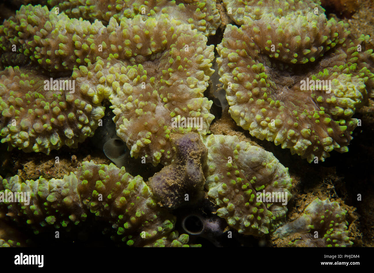 Disk anemone , Discosoma sp., Actinodiscidae, Anilao, Philippines, Batangas, Philippine Sea, Pacific Ocean, Asia Stock Photo