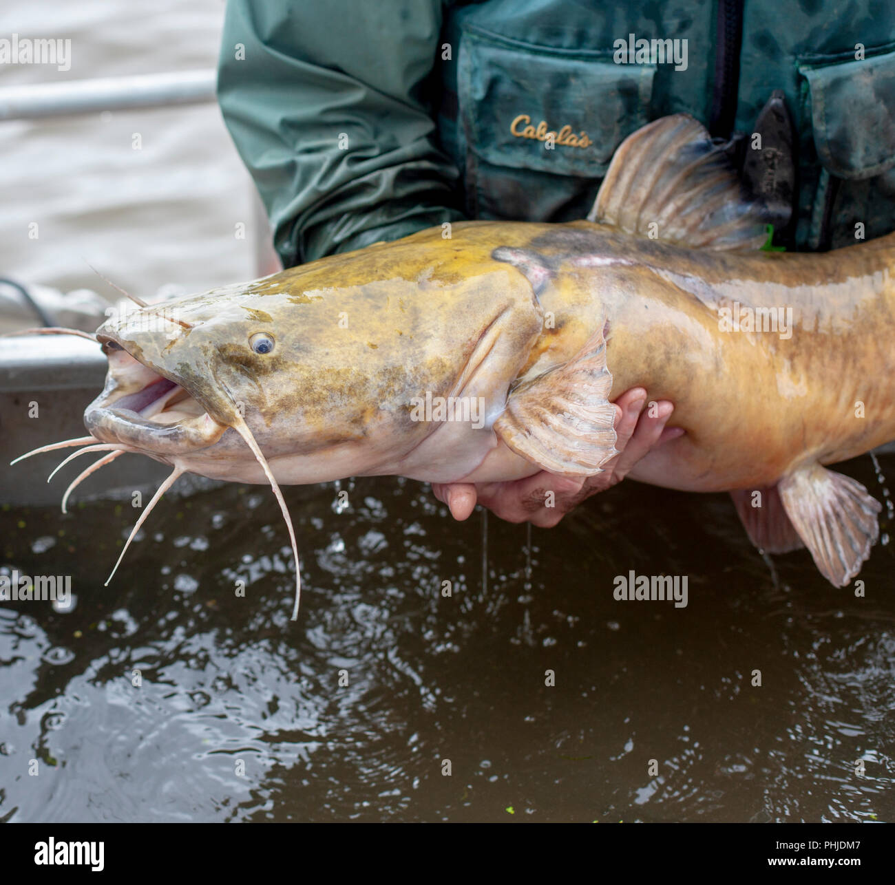 A US Fish and Wildlife Officer holds a catfish caught in the Mississippi River. Stock Photo