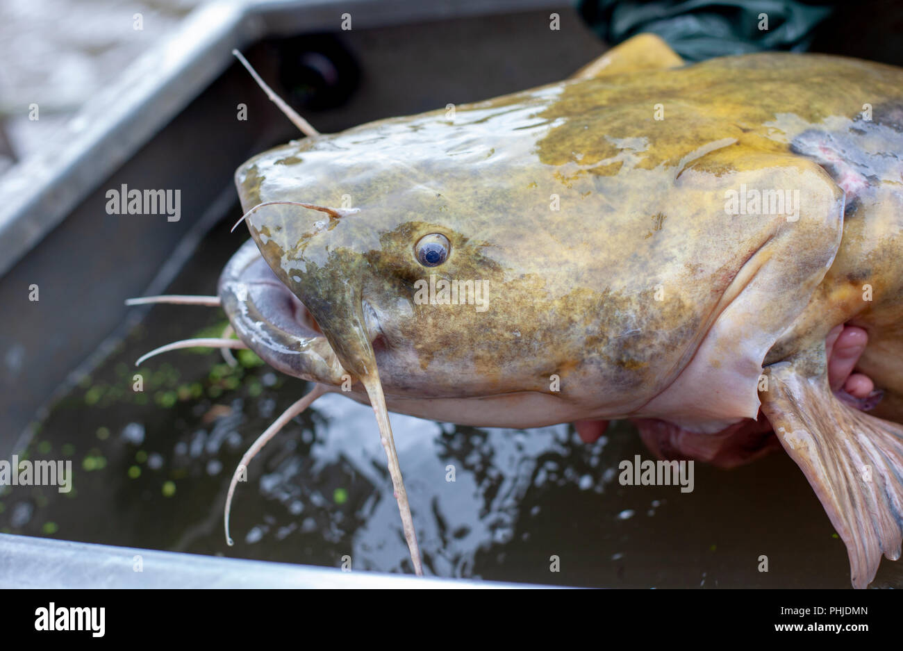 Spring Channel Catfish - Grand River - SheLovesToFish - Ashley Rae